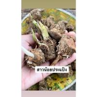 ราคา บอนสี สาวน้อยประแป้ง 3 หัว 10 บาท (12814280241)