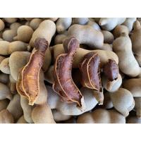 ราคา มะขามหวานข้อสั้น พันธุ์สีทอง มะขามใหม่ในฤดูกาลส่งตรงจากเพชรบูรณ์ (16900492784)