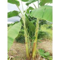 ราคา หน่อพันธุ์กล้วยน้ำว้ามะลิอ่อง 1หน่อ (40671815414)