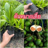 ราคา ต้นหมากเตี้ยชุมพร สั่งขั้นต่ำ2ต้นนะคะ ต้นหมากปลูกกินผล (11345890078)