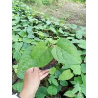 ราคา ต้นผักสาบหรือผักอีนูน (13817015323)