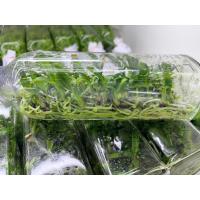 ราคา กล้วยไม้ขวดเพาะเลี้ยงเนื้อเยื่อ (42523279571)