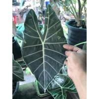 ราคา บอนดำสตูล(ขายเป็นหัว) (8889996369)