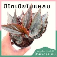 ราคา บีโกเนียใบกลม พร้อมกระถาง 3 นิ้ว (24812159192)