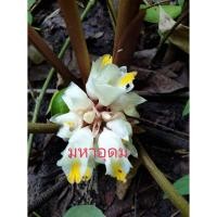 ราคา ดอกทองมหาอุดม เหง้า,ต้น(ให้เลือก) เด่นด้านเมตตามหานิยม ว่านดอกทอง (19026944376)