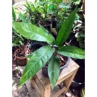 ราคา ต้นโชคเก้าชั้นด่างขาว (6395591430)