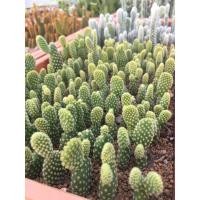 ราคา ส่งทั้งกระถาง- แคคตัสหูมิกกี้เม้าส์ Opantia Microdasys Cactus #แคคตัสปีกนางฟ้า# แคคตัสหูกระต่าย #กระบองเพชร#พืชทนแล้ง (6990490987)