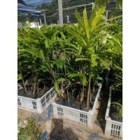 ราคา ปาล์มฟอกซ์เทล 1 ต้น สูง 25-35 เซนติเมตร (15018128122)