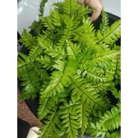 ราคา พร้อมส่ง เฟิร์นก้าน ดำคัดเกรดดี สำหรับใส่ตู้ปลากัด ตู้ปลาสวยงาม เพิ่มออกซิเจนในน้ำ (26043466450)