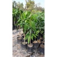 ราคา ต้นพันธุ์มะม่วงเขียวเสวย (8252613376)