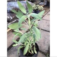 ราคา sage เสจ #ต้นสมุนไพรเสจ#ต้นไม้ฝรั่ง#เสจ#สมุนไพร#เครื่องเทศ (3757053101)