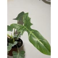 ราคา ต้นฟิโลเดนดรอน ฟลอริด้า บิวตี้ ก้ามกุ้งลุ้นด่าง(Philodebdron Florida Beauty Variegated) (17054530124)