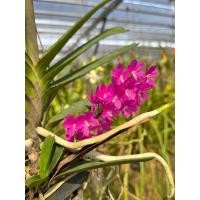 ราคา กล้วยไม้เข็มม่วง ดอกสีสวย ช่อดอกแน่น (25172703844)