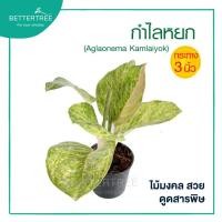 ราคา กำไลหยก กระถาง 3 นิ้ว ไม้มงคล ไม้ฟอกอากาศ (25714278470)