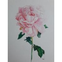 ราคา ภาพวาดสีน้ำ ดอกโบตั๋น (6158947055)