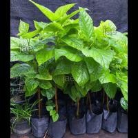 ราคา ต้นหม่อนพันธุ์ดำออสตุรกีต้นละ90บ. (10320043891)