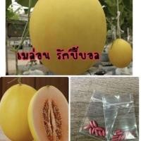 ราคา เมล็ดพันธุ์ เมล่อนรักบี้บอล เมล่อน รักบี้บอล เมล่อน (10แถม1คละอย่างได้) (3293168987)