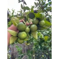 ราคา ต้นมะนาวแป้นพวกดก ขายเป็นต้นพร้อมปลูกเป็นต้นจากการตอนกิ่งออกลูกเร็ว (42863574708)