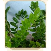 ราคา ต้นกวักมรกต ไม้ฟอกอากาศ ไม้ประดับไม้มงคล (54800765792)