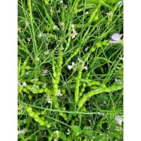 ราคา เมล็ดพันธุ์ผักสวนครัว เมล็ดพันธุ์ผักขี้หูด กระป๋องน้ำหนัก 50 กรัม (27573070986)