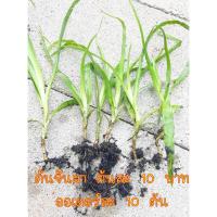 ราคา ต้นจันผา ต้นกล้าจันผา ต้นละ 10 บาท ออเดอร์ละ 10 ต้น จัดเป็นไม้พุ่มขนาดกลาง (6044023435)