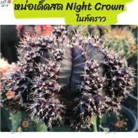 ราคา หน่อเด็ดสด ยิมโนด่าง โคลน Night Crown ยิมโนด่าง ไนท์คราวน์ (22910429737)