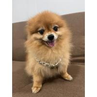 ราคา สร้อยคอสุนัข สร้อยคอสัตว์เลี้ยง ปลอกคอ สร้อยคอทองคำสุนัข โซ่สุนัข ขนาดเล็ก ปลอกคอโซ่ สร้อยคอหมาแมว วัสดุพลาสติก เบา หรู (19879977156)