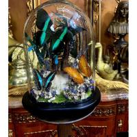 ราคา นำเข้า ✨ Queen Butterfly Dome – โดมผีเสื้อสตัฟฟ์ ขนาดใหญ่ ✨ โดมแก้วใส ภายในบรรจุ : สูง 30cm. / วัดรอบโหล 21 นิ้ว (40116545620)