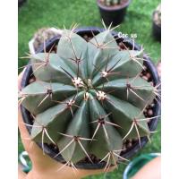 ราคา เมโลแคคตัสไซด์แม่พันธ์ (16526148416)