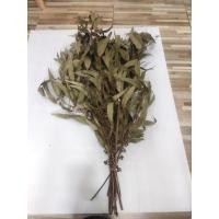 ราคา กิ่งยูคาลิปตัสสีเขียวมะกอก1ช่อ (41468646736)