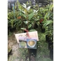 ราคา ทุเรียนโอฉี่ หนามดำเสียบยอดขนาด60-70ซม (17786972582)