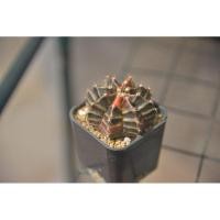 ราคา ยิมโนด่าง​ ยิมโนด่าง​ 8​ พู​ ไม้เมล็ด​ ด่างครบ (7879774025)