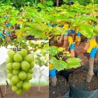 ราคา ต้นองุ่นพันธุ์ยูโฮ ลูกสีเขียว ไร้เมล็ด หวานกรอบลูกใหญ่เท่าไข่ไก่ได้เลย ปลุกง่าย ทนอากาศร้อน (13808041828)