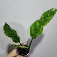 ราคา Philodendron florida beauty variegated cross Philodendron red moon ฟิโลเดนดรอนไฮบริด ก้ามกุ้งด่าง ผสม เรดมูน หายาก (27401078020)