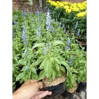 ราคา บลูซัลเวีย ขนาดกระถาง 6 นิ้ว (18622623931)