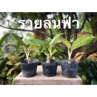 ราคา ต้นรวยล้นฟ้าในกระถาง3นิ้ว (16394394923)