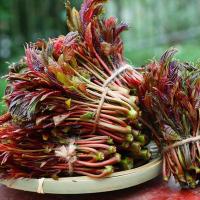 ราคา เมล็ดผักหวานป่าเกาหลี 50 เมล็ด เมล็กพันธุ์ผักหวานป่าเกาหลี ผักตูน เมล็ดผักตูน ผักหวานเกาหลี (40501237246)