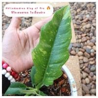 ราคา Philodendron Ring of Fire ฟิโลเดนดรอนใบเลื่อยด่าง ฟิโลใบเลื่อยด่าง (10045151883)