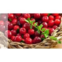 ราคา เมล็ดพันธุ์ อิงลิช แครนเบอร์รี่ (English Cranberry Seed) บรรจุ 45 เมล็ด ของแท้ คุณภาพดี ราคาถูก นำเข้าจากต่างประเทศ (23815399701)