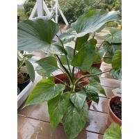 ราคา Homalomena Emerrald Gem หรือ เสน่ห์จันทร์เขียว ไม้ความเชื่อ เป็นว่านประเภทเมตตามหานิยม และว่านเสริมโชคเสริมลาภ (14643993886)