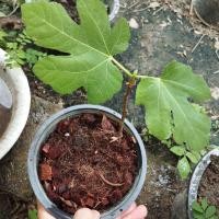 ราคา ต้นกล้ามะเดื่อฝรั่งสายพันธุ์ btm 6 ญี่ปุ่น (40759338645)