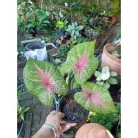 ราคา เงาะถอดรูปบอนสี ไทยแท้ ราคาถูก (12429087634)