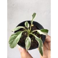 ราคา เสน่ห์จันทร์ประกายดาวกลายไม้สะสม (18952235906)