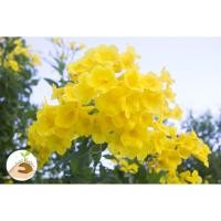 ราคา เมล็ดพันธุ์ ทองอุไร 100 เมล็ด (2075162132)