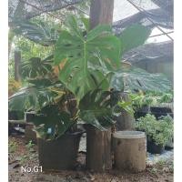 ราคา มอนสเตอร่า เดลิซิโอซ่า Monstera Deliciosa /มอนสเตอร่า ไจแอนท์ (26461535470)