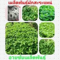 ราคา #เมล็ดพันธุ์ผักสะระแหน่ (6812241382)