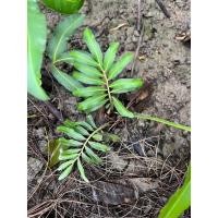 ราคา ต้นปรงทะเล หรือต้นปรงไข่ ต้นไม้สวยงาม ยอดอ่อนทานได้ มากสรรพคุณทางยา (29806445449)