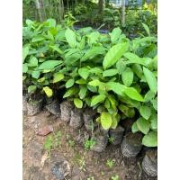 ราคา ต้นพยอม พยอมก้านแดง ไม้ยืนต้นมีดอกสีขาว สูง 15 cm ขึ้นไป (54201565424)