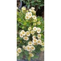 ราคา ต้นโป๊ยเซียนดอกสีขาว กระถาง 8 นิ้ว (23060175866)