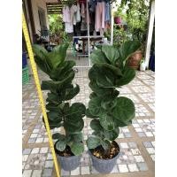 ราคา ไทรใบสักต้นใหญ่ ไทรใบสัก ไทรใบสักในกระถาง 8นิ้ว ความสูง90 cm ต้นใหญ่เหมือนในรูป (12130143991)